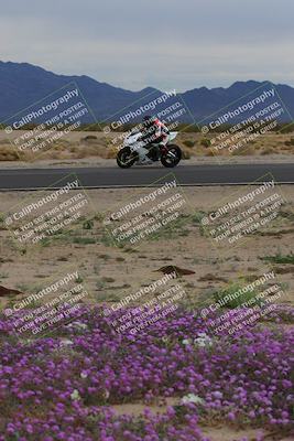 media/Jan-14-2023-SoCal Trackdays (Sat) [[497694156f]]/Turn 14 Exit Bloomig (145pm)/